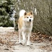 Hachiko: A Dog's Story
